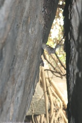 Taphozous perforatus