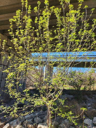 Image of Fraxinus berlandieriana by (c) Jo Roberts, some rights reserved (CC BY)