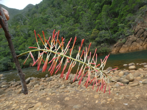 Virotia neurophylla