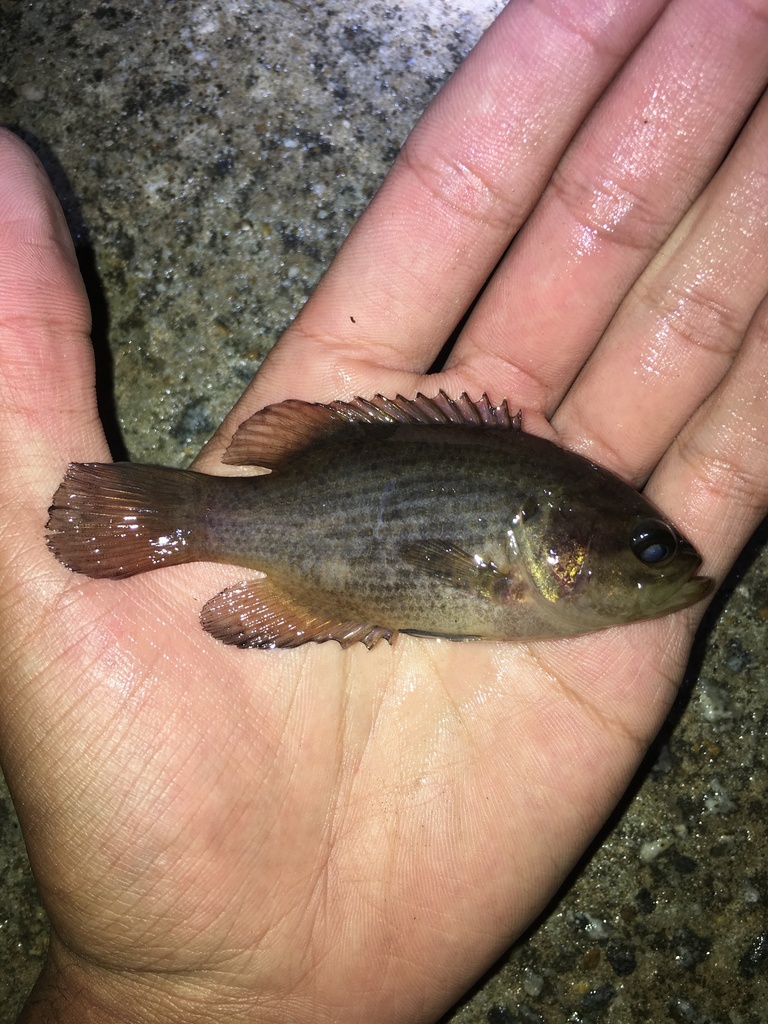 Mud Sunfish from Waterlily Rd, Barco, NC, US on May 8, 2023 at 12:16 AM ...