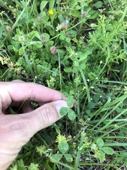 Trifolium carolinianum