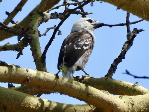 White-headed Barbet (Lybius leucocephalus)