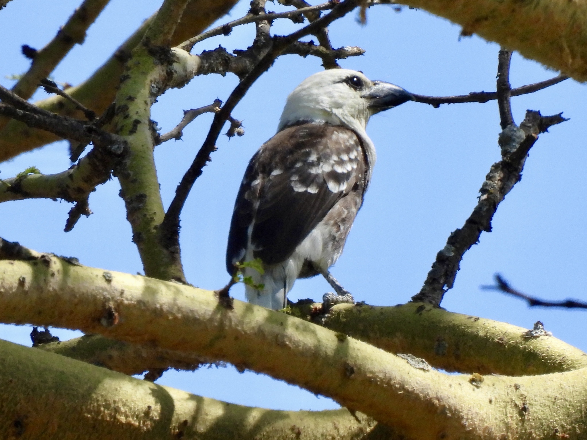 White-headed Barbet (Lybius leucocephalus), photo 1