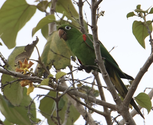 Hispaniolan Parakeet (Psittacara chloropterus), photo 8