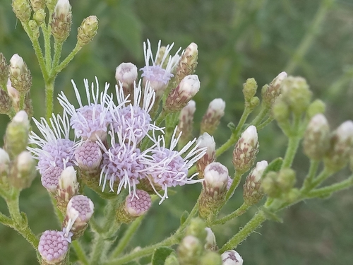 Image of Chromolaena ivifolia by (c) Adriana Machado, some rights reserved (CC BY)