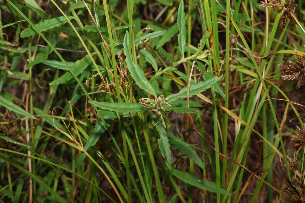 Haloragis stricta (Haloragis stricta)