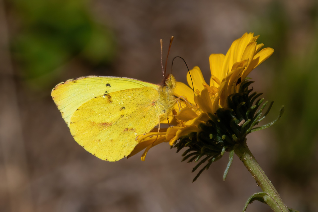 Eurema zelia