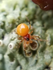 Thymoites unimaculatus