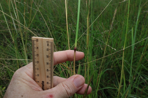 Image of Bothriochloa Biloba (Bothriochloa biloba) by (c) Greg Tasney, some rights reserved (CC BY-SA)