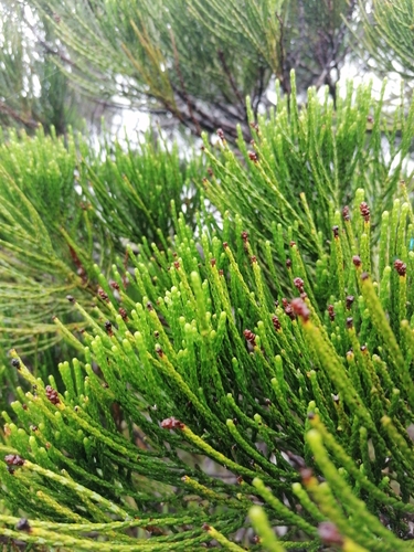 Callitris neocaledonica observed 2024-02-18