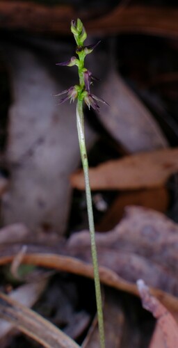 Image of Genoplesium despectans by (c) Peter Crowcroft, some rights reserved (CC BY)