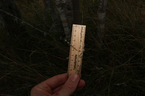Image of Digitaria brownii by (c) Greg Tasney, some rights reserved (CC BY-SA)