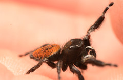 Phidippus princeps