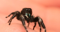 Phidippus princeps