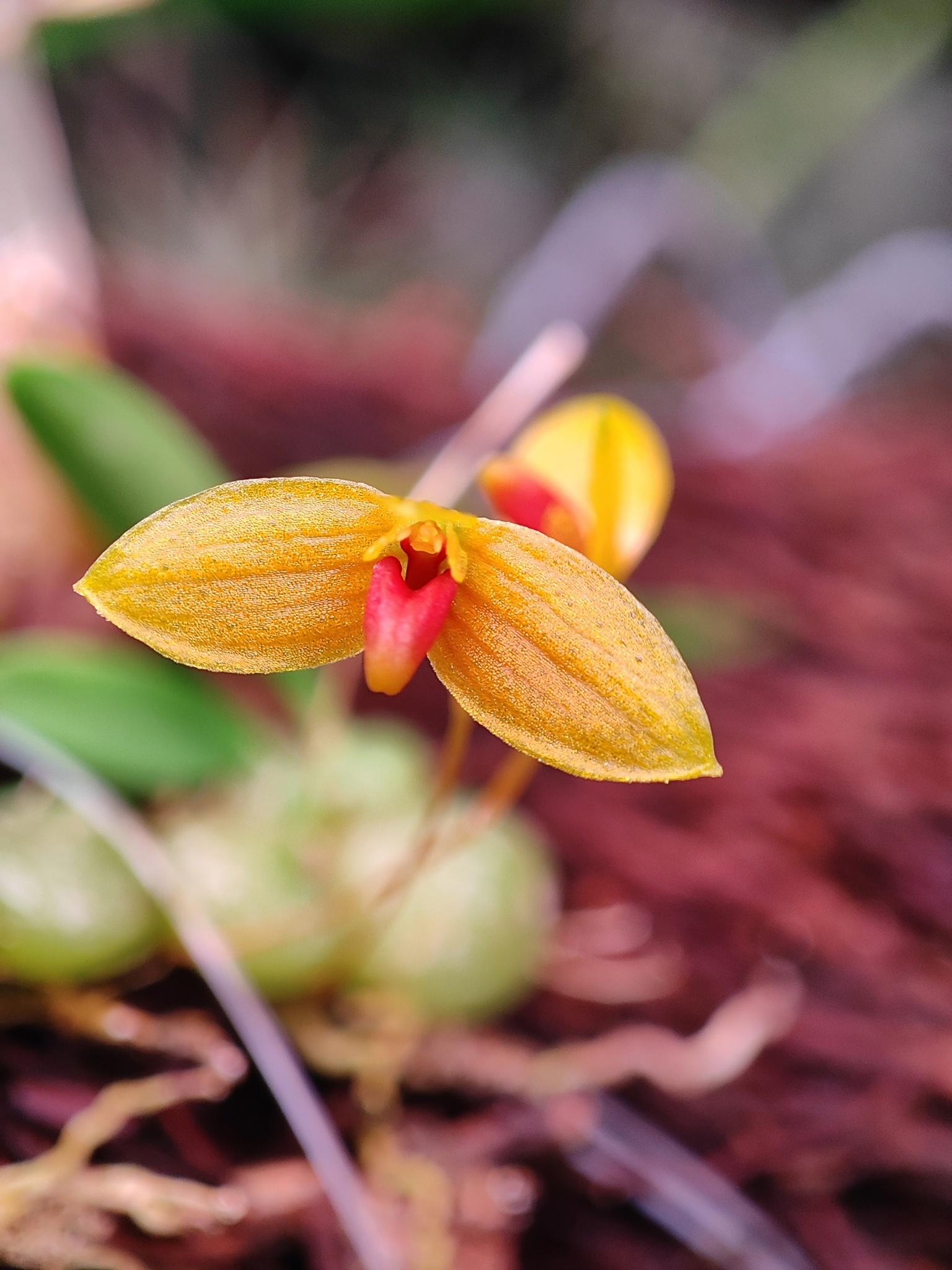 Bulbophyllum ovalifolium (Bulbophyllum ovalifolium)