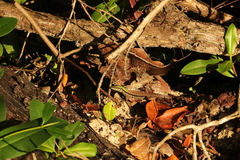 Ameiva atrigularis