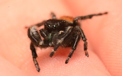 Phidippus princeps
