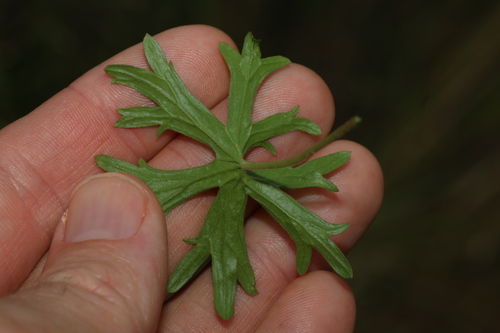 Image of Geranium solanderi by (c) Greg Tasney, some rights reserved (CC BY-SA)
