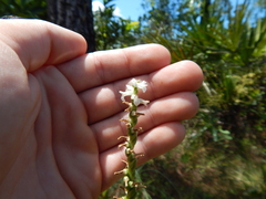 Spiranthes praecox