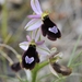 Ophrys bertolonii balearica - Photo (c) rogiervanvugt, algunos derechos reservados (CC BY-NC), subido por rogiervanvugt