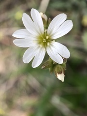 Cerastium strictum