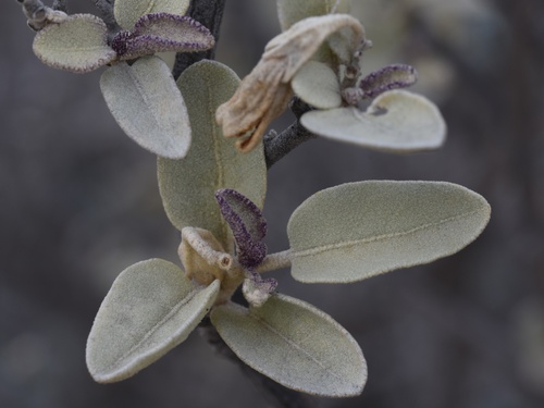 Baja California nightshade