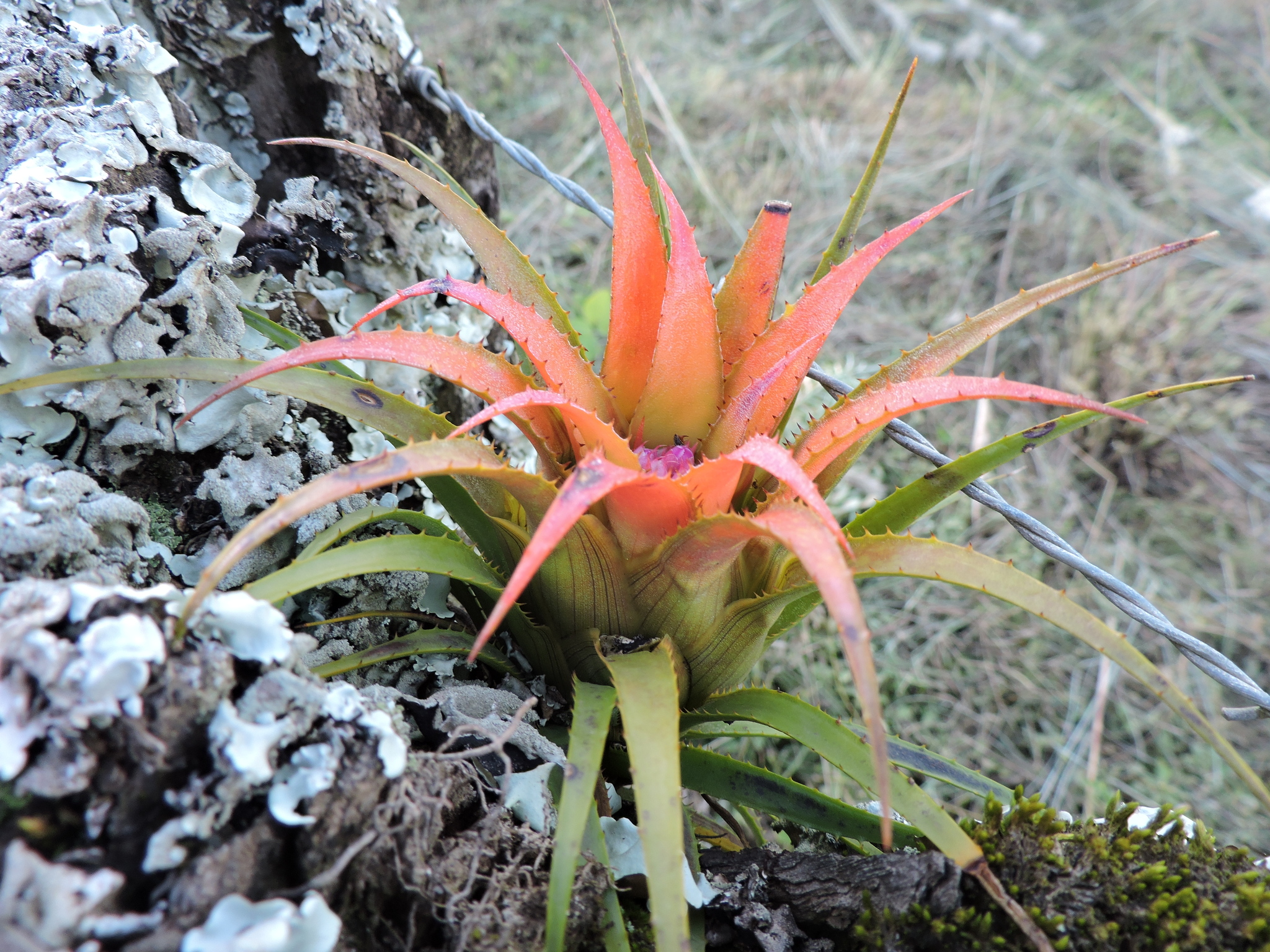 Aechmea recurvata