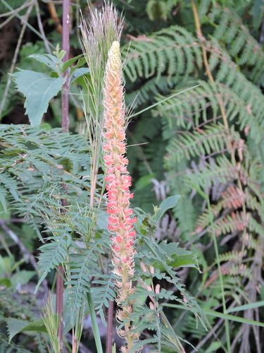 Sinningia curtiflora