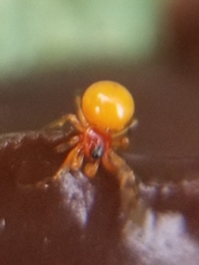 Thymoites unimaculatus