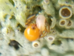 Thymoites unimaculatus