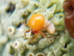 Thymoites unimaculatus