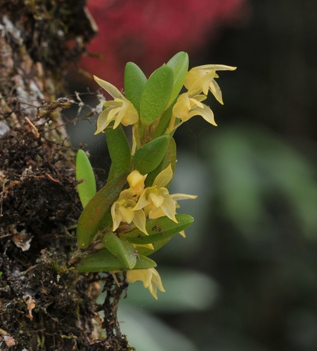 Bulbophyllum illudens