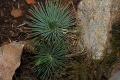 Psammotropha myriantha