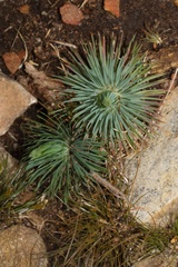 Psammotropha myriantha