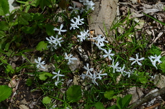 Phlox bifida
