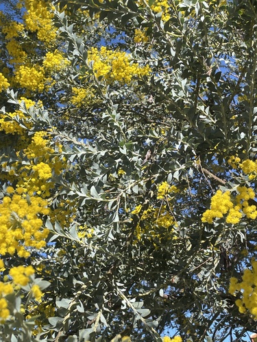 Acacia cultriformis iNat (3)