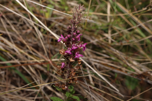 Image of Teucrium argutum by (c) Greg Tasney, some rights reserved (CC BY-SA)