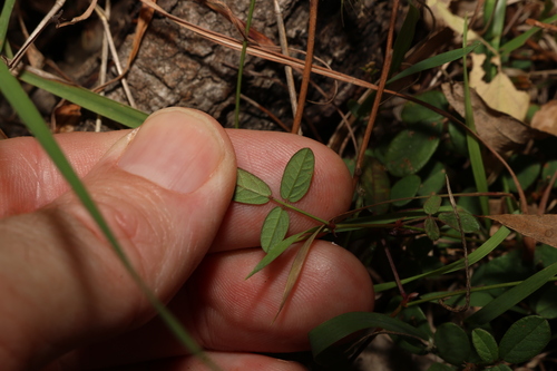 Image of Desmodium varians by (c) Greg Tasney, some rights reserved (CC BY-SA)