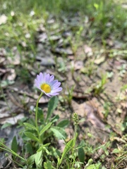 Astranthium ciliatum