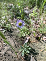 Astranthium ciliatum