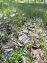 Astranthium ciliatum