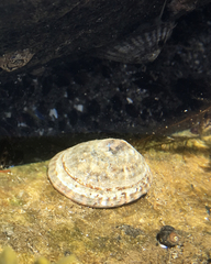 Testudinalia testudinalis