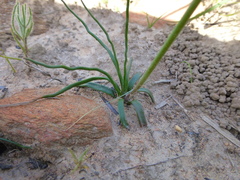 Trachyandra flexifolia