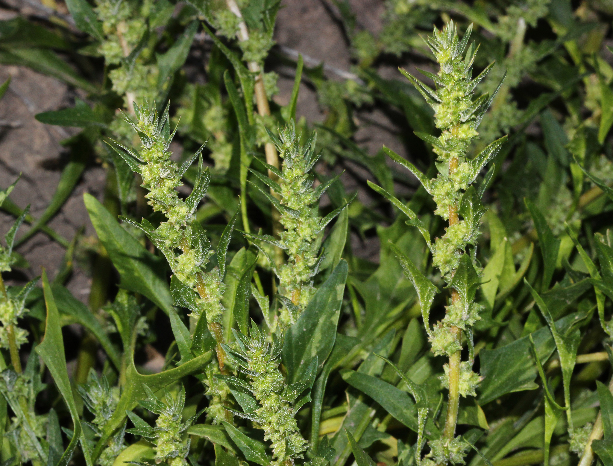 Blitum atriplicinum