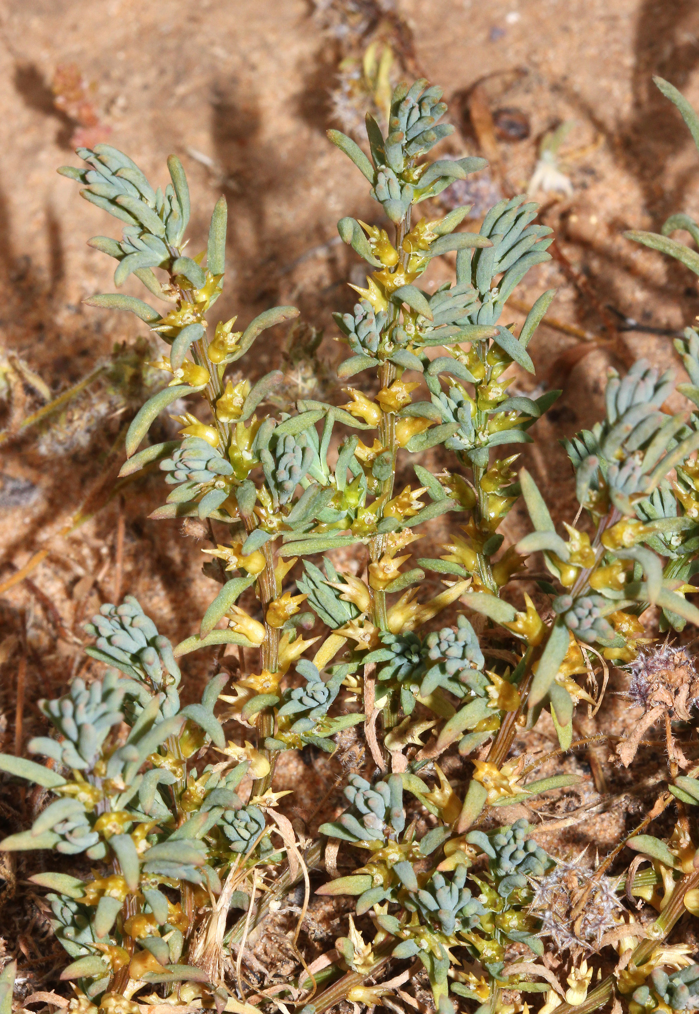 Sclerolaena anisacanthoides