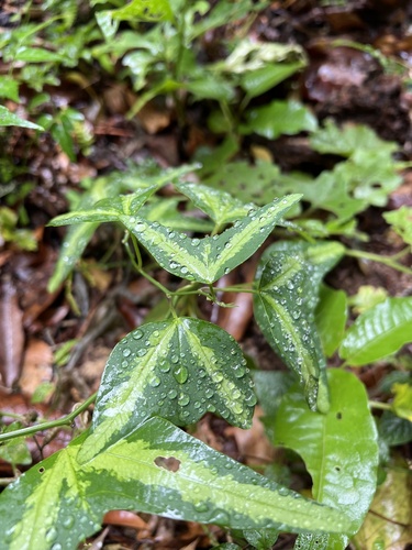 Passiflora apetala, photograph 3