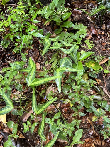 Passiflora apetala, photograph 4