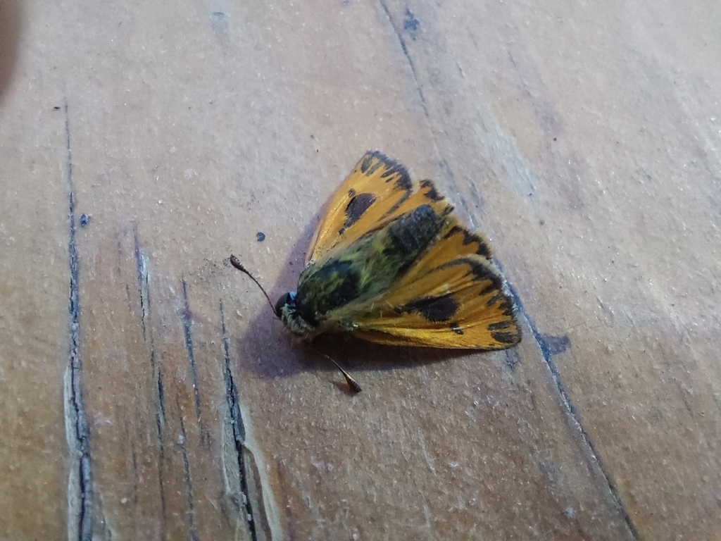 Fasciolata Skipper