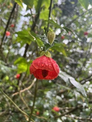 Callianthe picta image