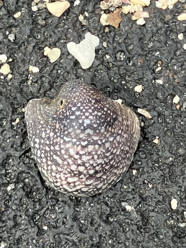 Theodoxus cariosus observed 2024-02-21